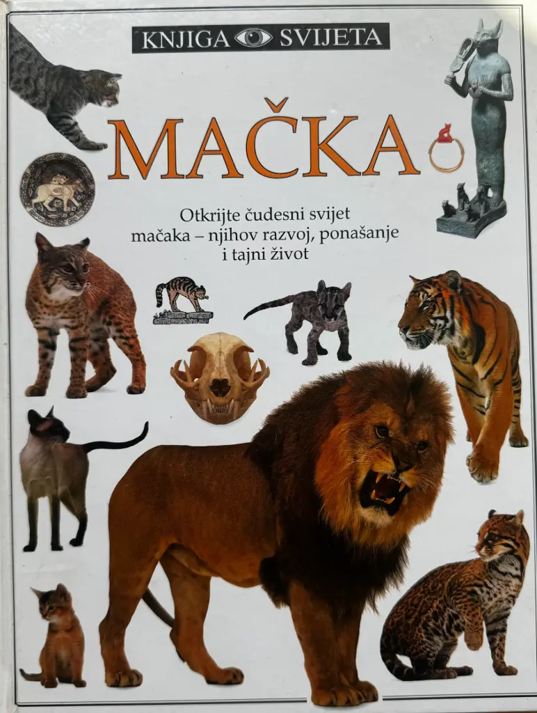 MAČKA