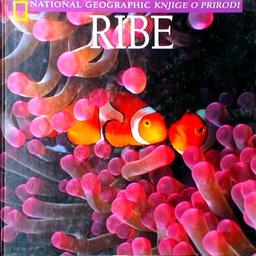[C-03-1B] RIBE