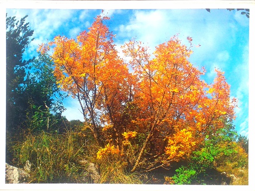 [C-11-1A] GORIZIA E L'ISONTINO