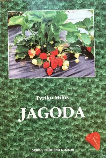 [E-03-5A] JAGODA