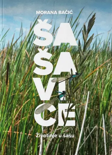 [B-02-4B] ŠAŠAVICE